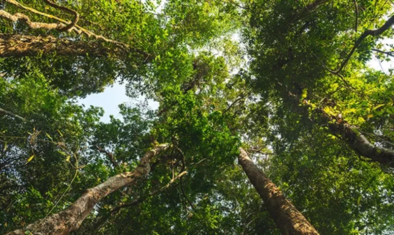 culligan-image-trees